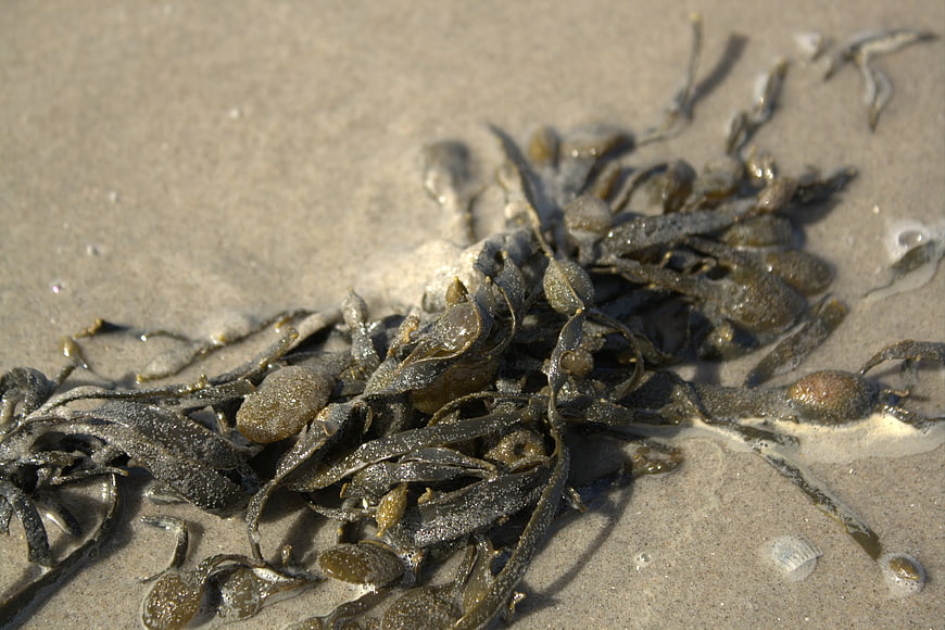 Close-up of wet seaweed on sandy beach
