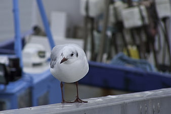 Cute seagull standing on metal railing with blurred background