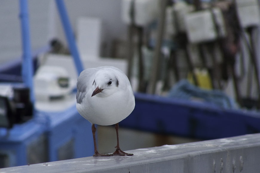 Cute seagull standing on metal railing with blurred background