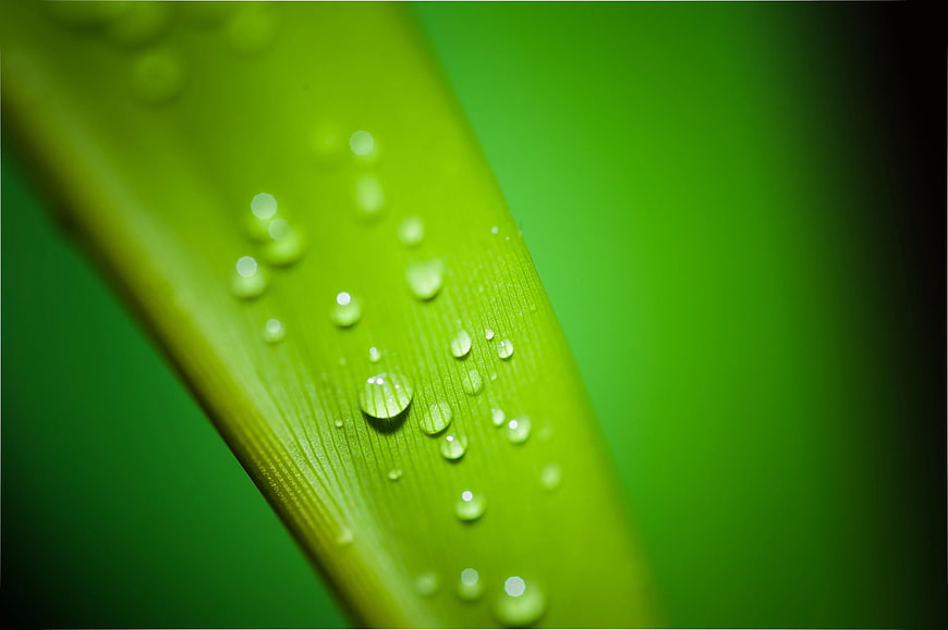 Macro shot of water droplets on a vibrant green leaf