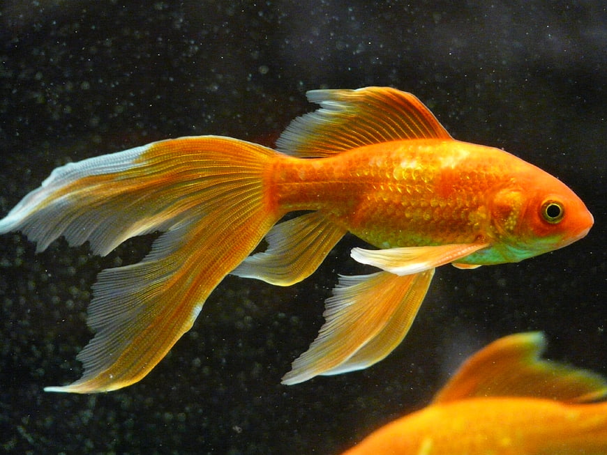 Vibrant orange veil tail goldfish swimming in dark aquarium