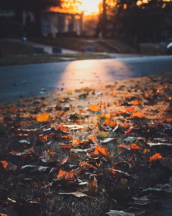 Golden Hour Fallen Leaves on Suburban Lawn