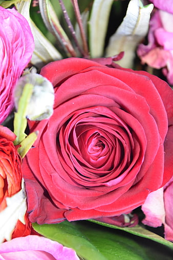 Close-up of a vibrant red rose in a floral bouquet