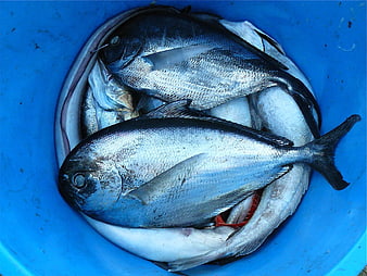 Fresh Silver Fish in Blue Plastic Bucket