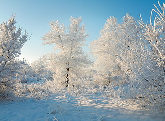 Frost-covered trees in a snowy winter forest landscape