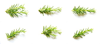 Fresh Rosemary Sprigs Isolated on White Background