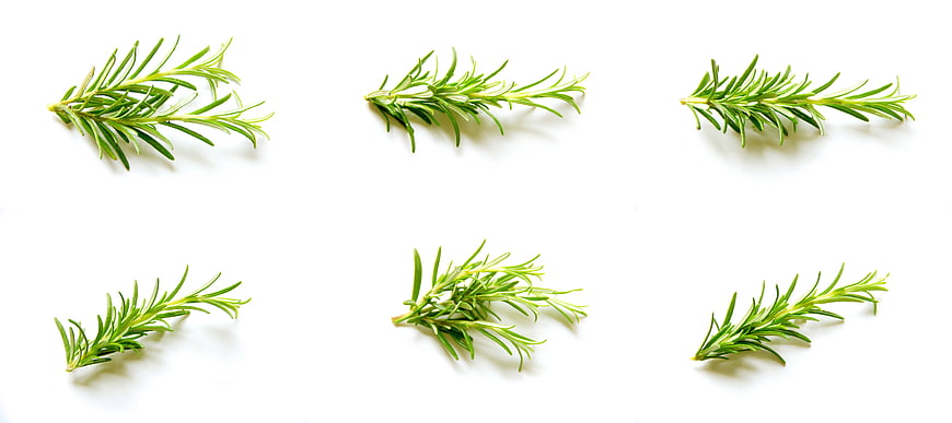 Fresh Rosemary Sprigs Isolated on White Background