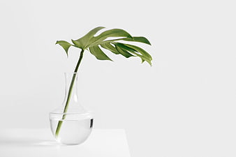 Minimalist Monstera Leaf in Clear Glass Vase on White Background