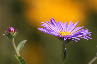 Purple Aster Flower with Yellow Center and Blurred Background