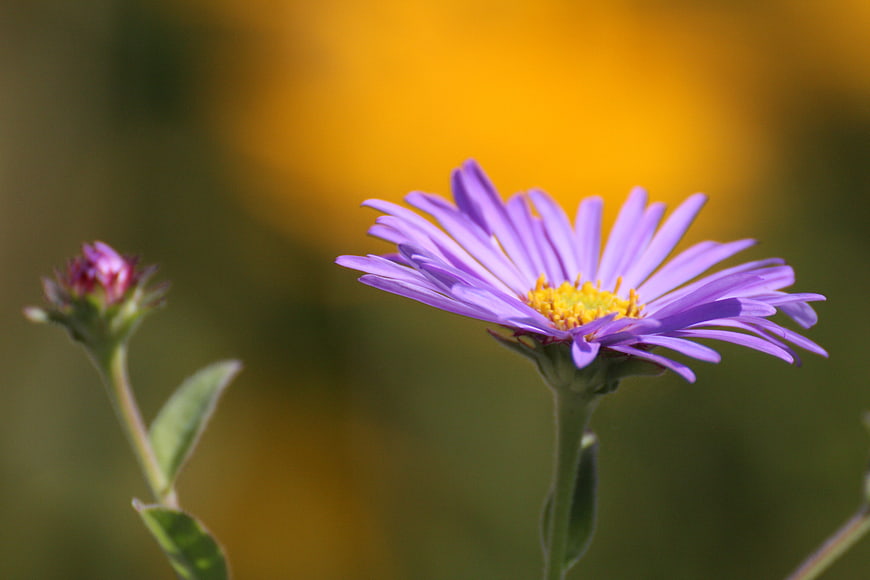 Purple Aster Flower with Yellow Center and Blurred Background