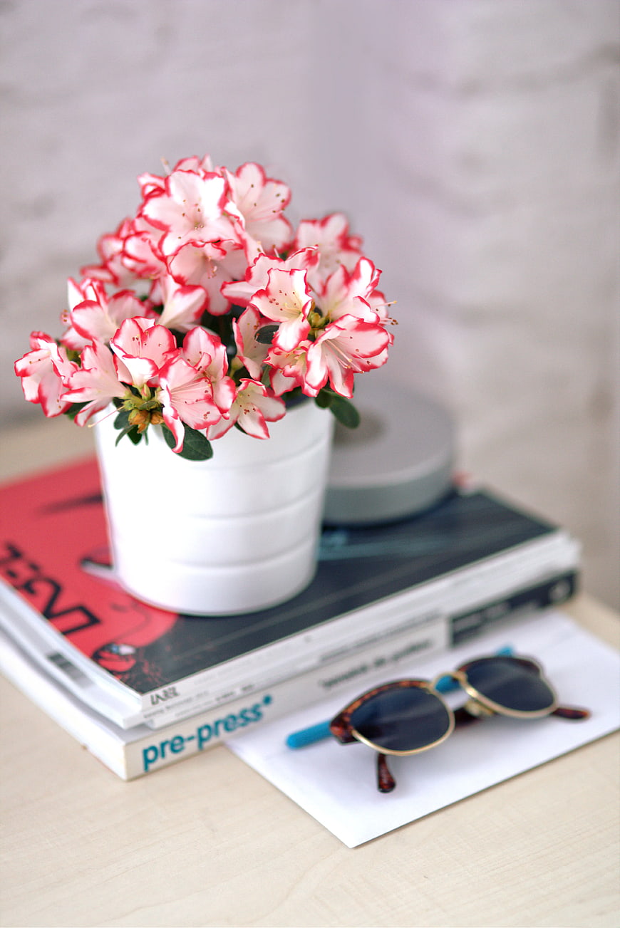 Pink Azalea Flowers in White Pot on Books