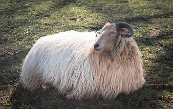 Fluffy horned sheep resting on green grass