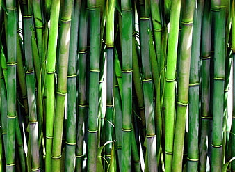 Close-up of vibrant green bamboo stalks in a dense forest
