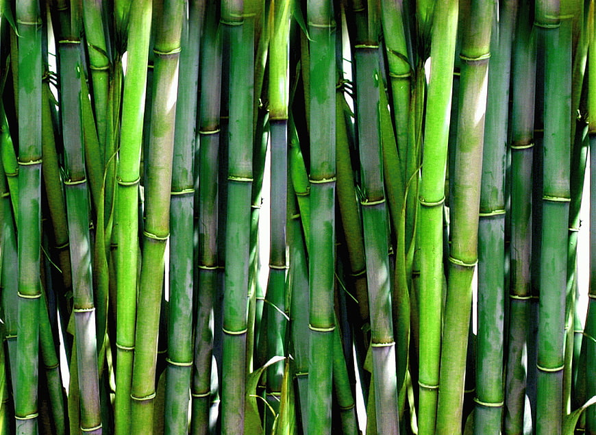Close-up of vibrant green bamboo stalks in a dense forest