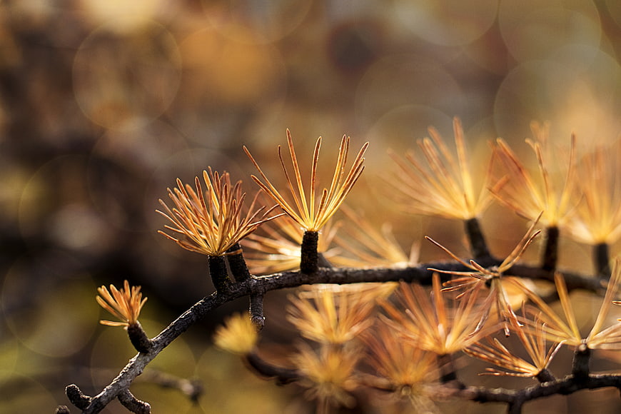 Golden Larch Branch with Bokeh Background