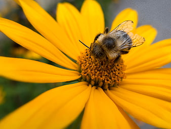 Close-up of a bumblebee pollinating a bright yellow flower