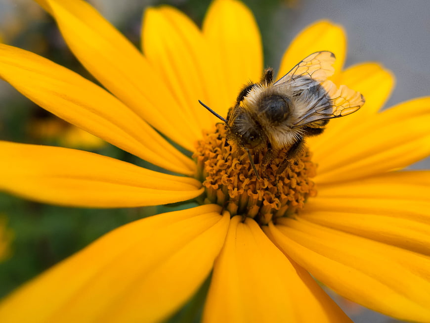 Close-up of a bumblebee pollinating a bright yellow flower
