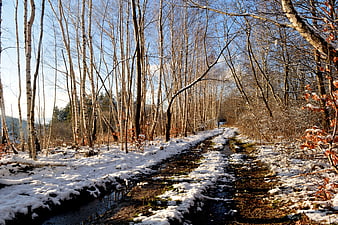 Snowy birch forest path with muddy tracks and blue sky