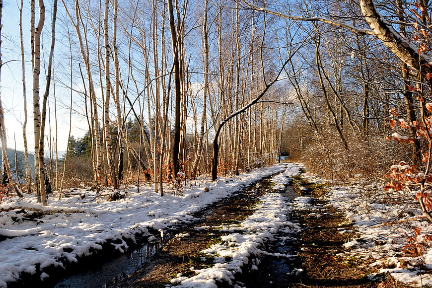 Snowy birch forest path with muddy tracks and blue sky