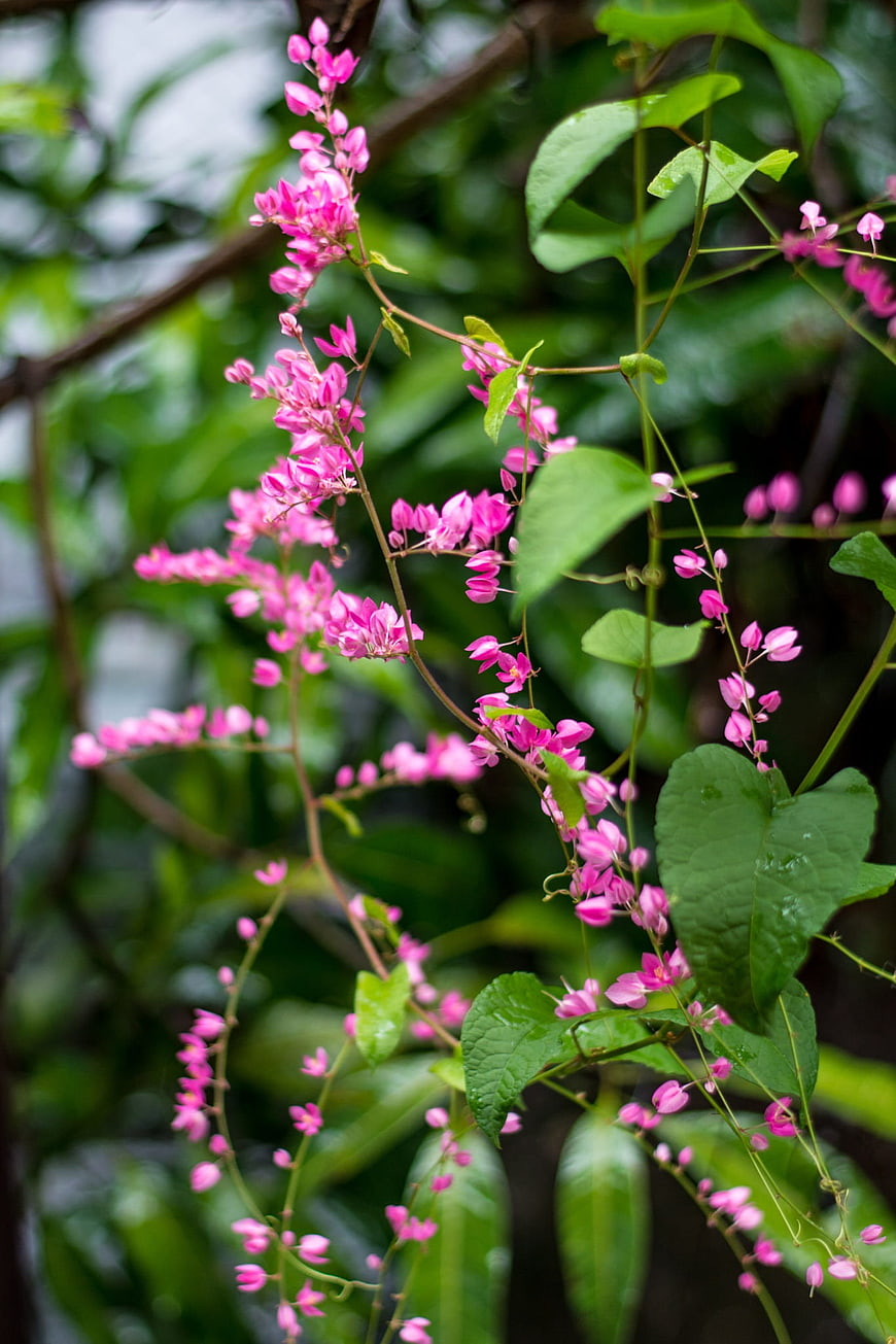 Vibrant Pink Coral Vine Flowers Hanging in Garden
