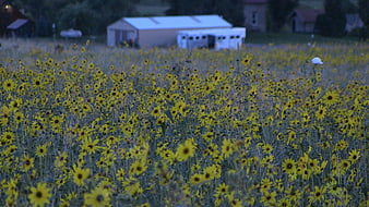 Field of yellow wildflowers with rural farm buildings in background