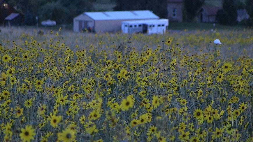 Field of yellow wildflowers with rural farm buildings in background
