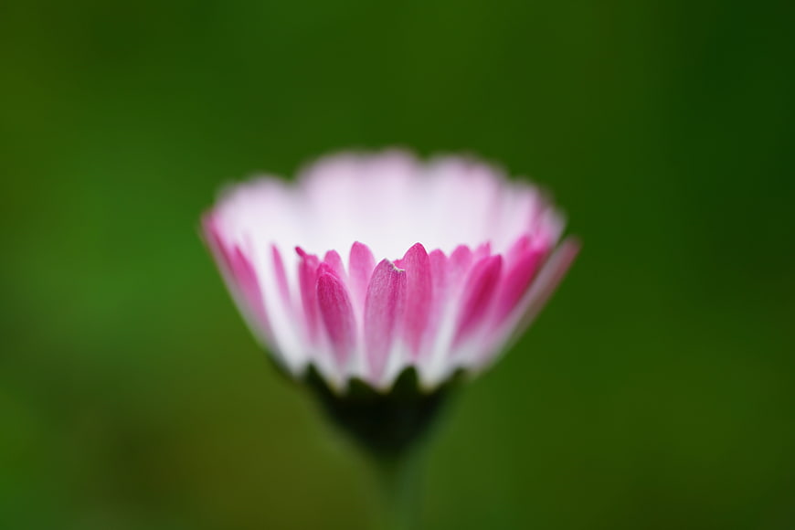 Close-up of a pink and white daisy flower bud