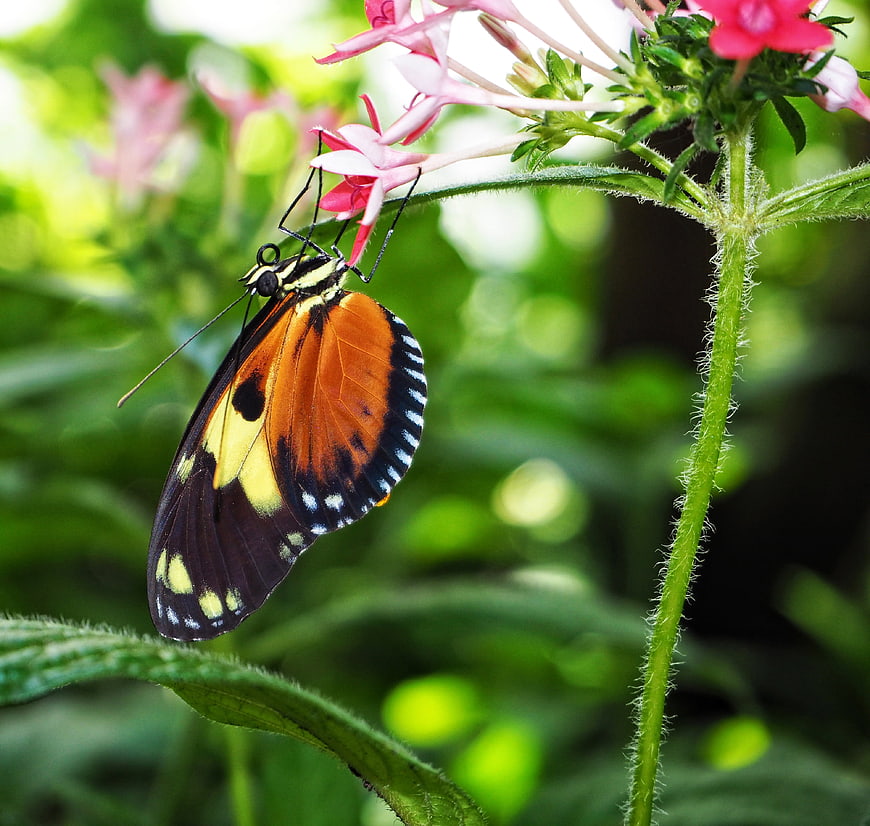 Close-up of a colorful butterfly on pink flowers