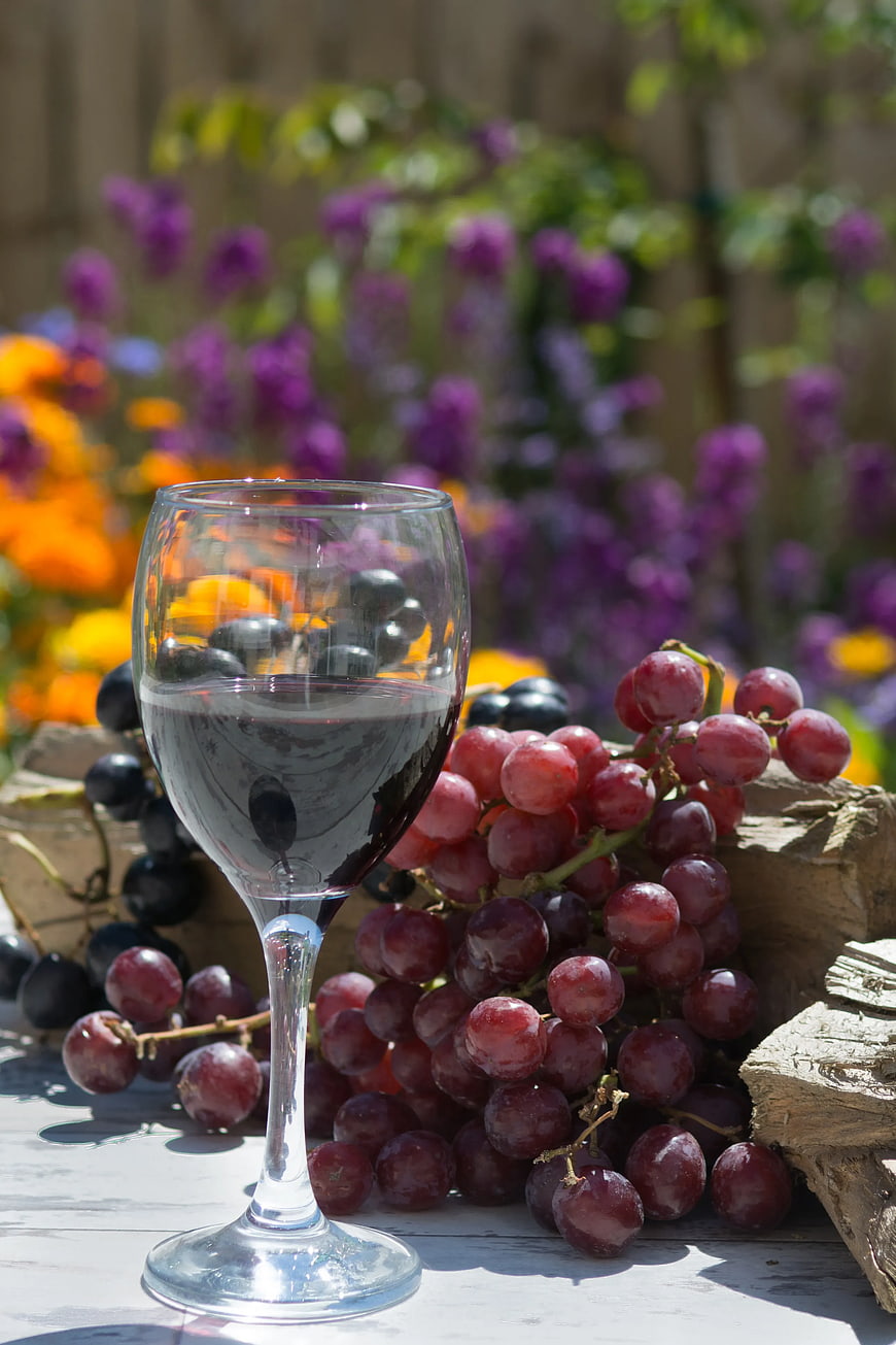 Glass of Red Wine with Fresh Grapes in Garden