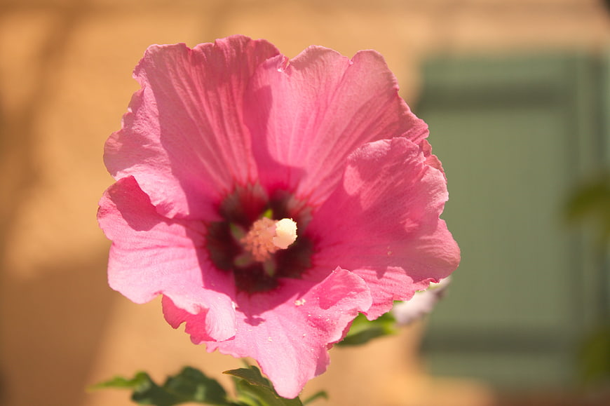 Close-up of a vibrant pink hibiscus flower in sunlight