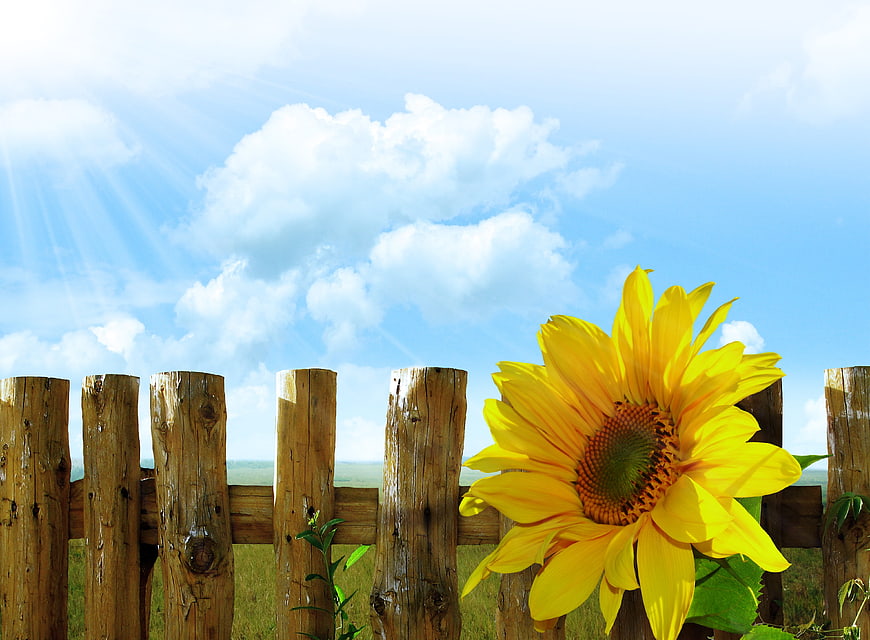 Bright Sunflower Blooming Behind Rustic Wooden Fence Under Blue Sky