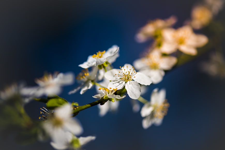 White Blossoms on Branch Against Blue Background