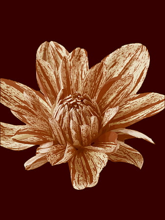Stylized Brown Lotus Flower On Dark Maroon Background