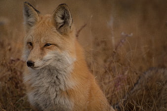 Red Fox Portrait in Dry Grass Field