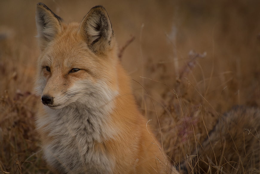 Red Fox Portrait in Dry Grass Field