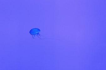 Lone Blue Jellyfish Floating in Deep Ocean Water
