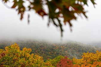 Misty autumn forest landscape with colorful foliage and fog