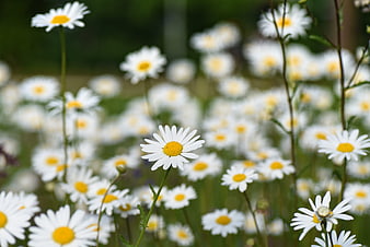 Close-up of white daisies with yellow centers in a field