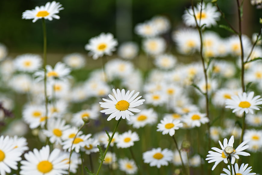 Close-up of white daisies with yellow centers in a field