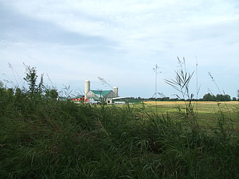 Rural Farm Landscape with Silos and Tall Grass