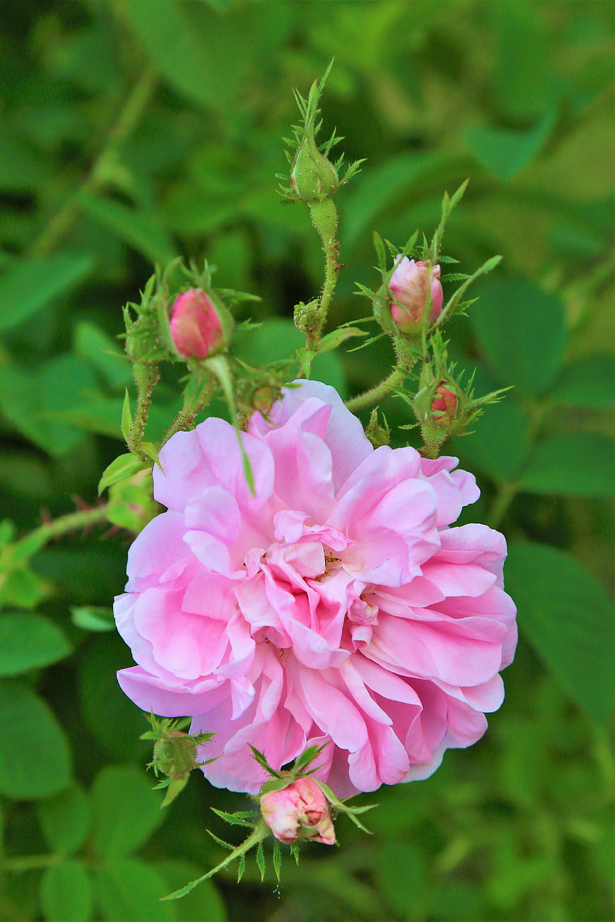 Pink Rose Bloom with Buds in Garden