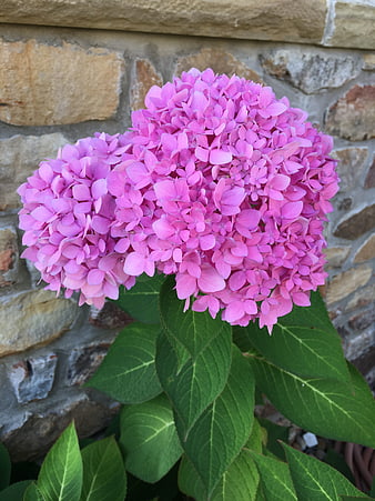 Vibrant Pink Hydrangea Blooms Against Stone Wall