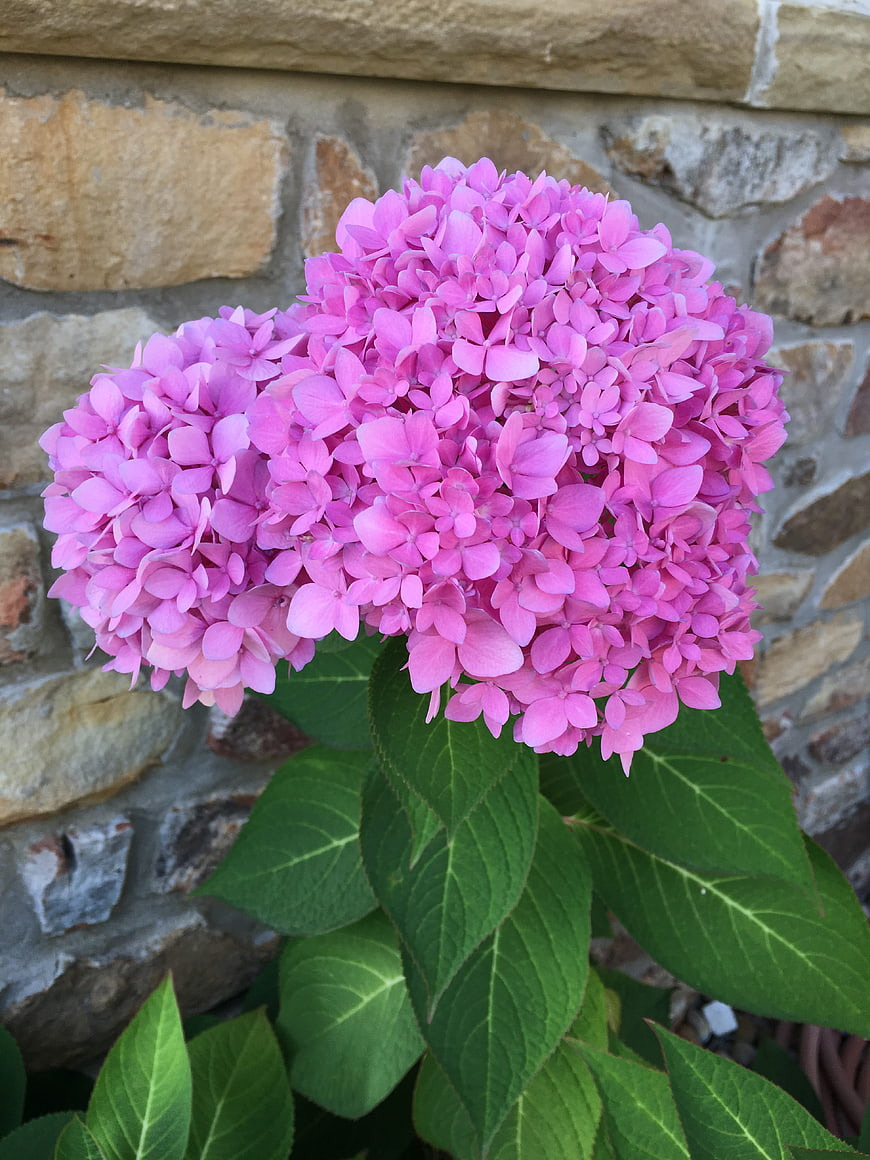 Vibrant Pink Hydrangea Blooms Against Stone Wall