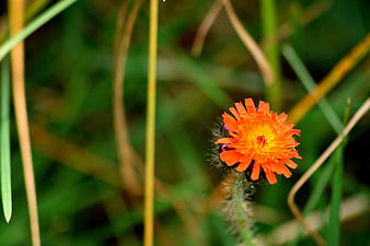 Close-up of vibrant orange hawkweed flower in green grass