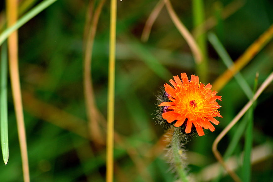 Close-up of vibrant orange hawkweed flower in green grass