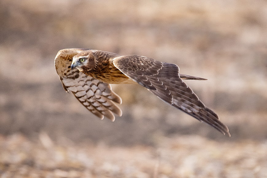 Northern Harrier Hawk Flying in Flight