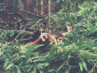 Red panda resting in lush bamboo forest foliage