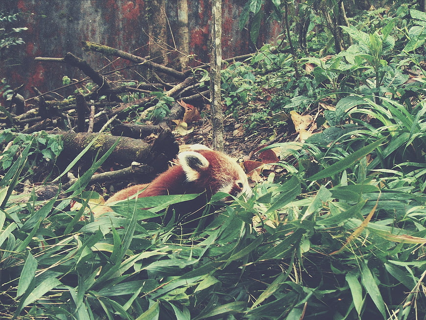 Red panda resting in lush bamboo forest foliage
