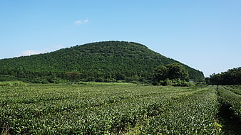 Jeju Island Green Tea Plantation Landscape With Forested Hill