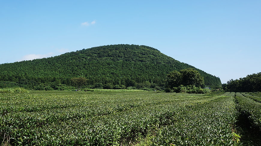 Jeju Island Green Tea Plantation Landscape With Forested Hill
